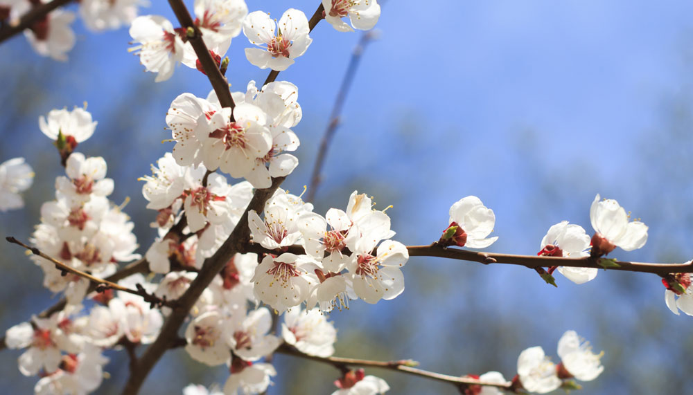 Top five Hanami spots in Japan