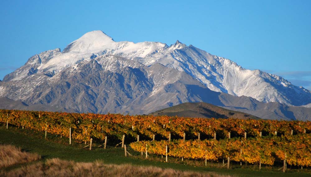 Ballochdale Estate Vineyard