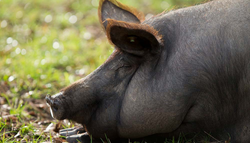 Iberian pigs