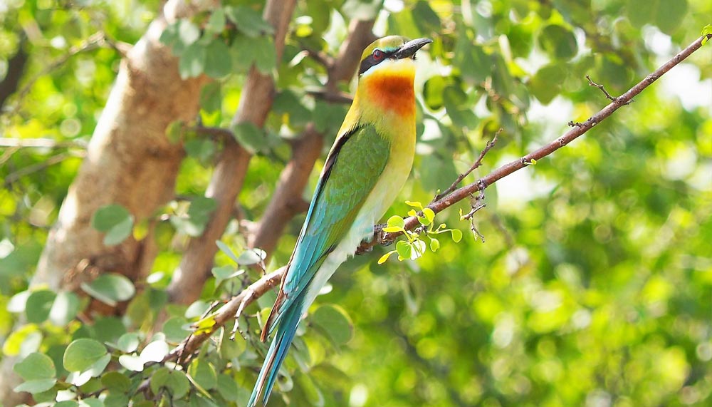 Bee Eater at Udawalawe National Park