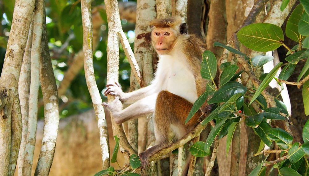 Torque macaque at Udawalawe National Park